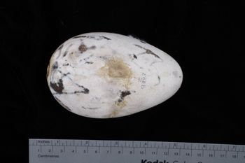 Media type: image;   Ornithology 359387 Description: Image of egg.. view of entire egg.;